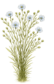Linen illustration